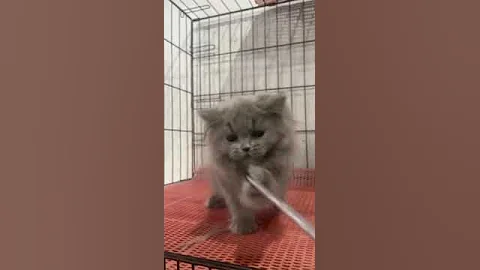 Watch the video about Kitten british long hair blue