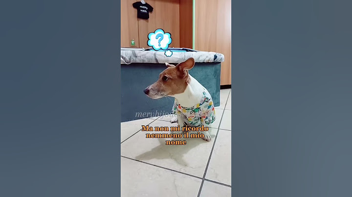 Esami di stato 📚 #merybijouesciarpina #comedy #parodia #jackrussell #esami