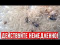 Вот чего не переносит пищевая моль! Наконец избавилась от этой крылатой напасти!