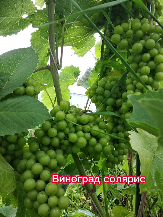#московскаяобласть #винограл#солярис#россельхозцентр# #советыдачникам ...