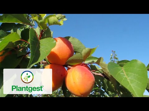 Video: Albero di albicocca: varietà, coltivazione, cura