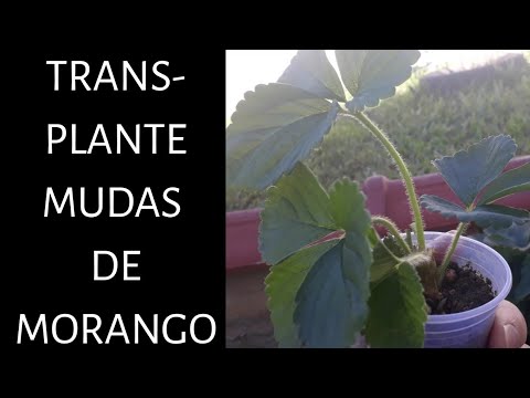 Vídeo: Características Do Transplante De Morangos, Dependendo Da Estação