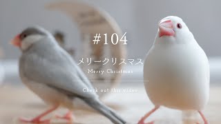 文鳥と一緒に過ごすクリスマス