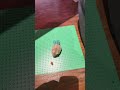 Can my hamster fit through the tube?