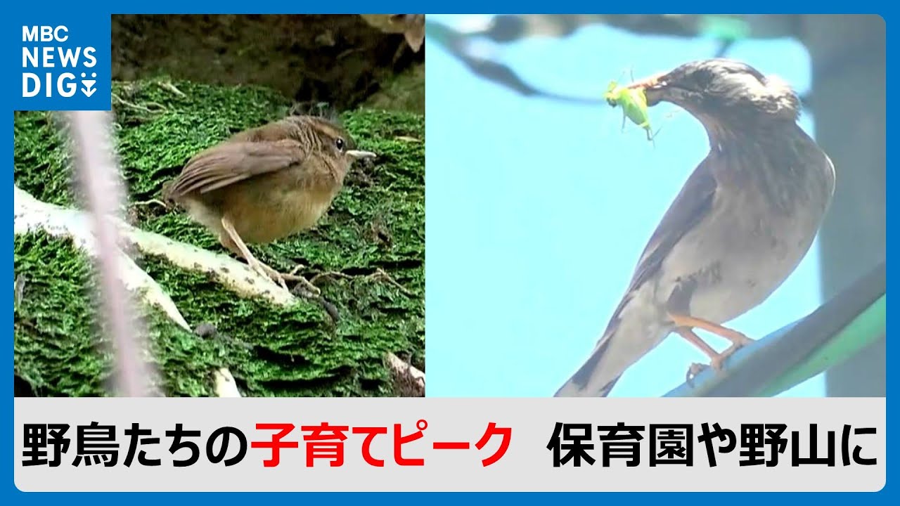 野鳥たちの子育てピーク 保育園にムクドリ・野山にヤブサメ 愛鳥週間