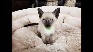 Silly Seal Point Siamese Kitten Video...Way Too Cute! #siamese #kitten