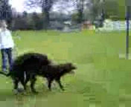 Hond Sex Videos - honden sex - YouTube