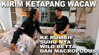 PEMILIK WILD BETTA DAN MACROPODUS