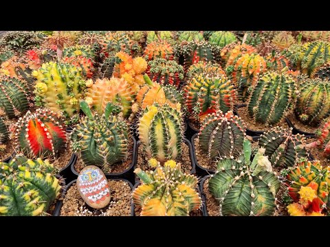 Video Hướng dẫn xử lý bệnh xương rồng | XƯƠNG RỒNG TAM KỲ - youtube