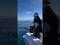 El secreto del Bluefin tuna: ¿Cómo lo capturan si nunca deja de nadar? 🐟 #AtunRojo