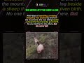 The Missing Dog Was Protecting A Sheep