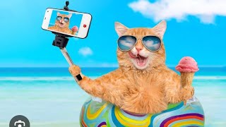 улетные приколы с животными,подними себе настроение, funny animals,jokes,cats👍