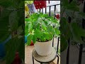 18 July 2025 Chilli Tree Bollywood 18 July 2025 Chilli Tree Bollywood