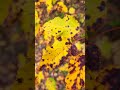 Stay tuned and subscribe to the channel 🍂 #fall #autumn #leaves #october #november #nature #macro