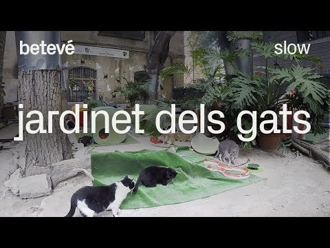 Vídeo: Malalties Dels Gats: Què és La Febre Del Bobcat I Per Què és Mortal Per Als Gats?