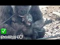 Santaro's performance exceeded all expectations.|Momotaro family , gorilla