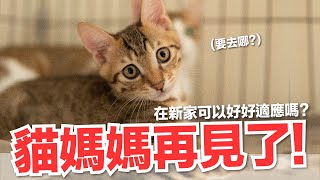 【好味小姐】貓媽媽再見了在新家可以好好適應嗎好味貓日常147