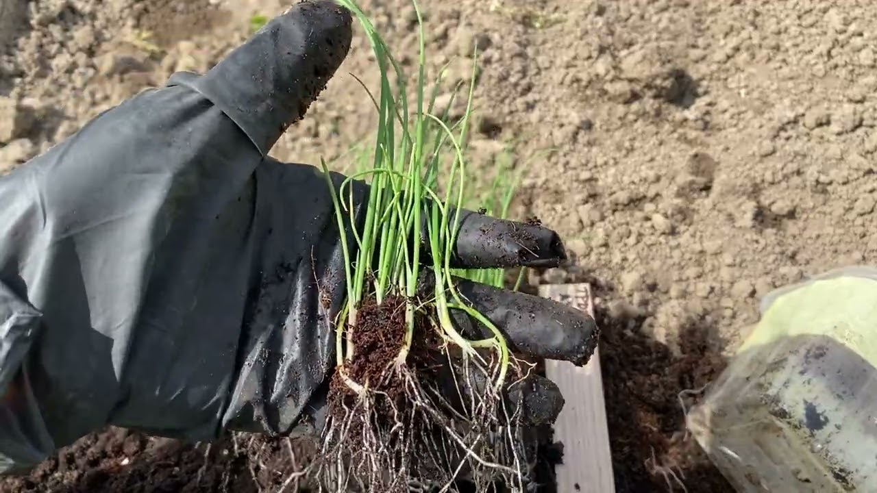 Цибуля з насіння до врожаю. Сорти - Ексібішен, Кенді, Тропеана Лунга, Білий спис. Вирощення цибулі