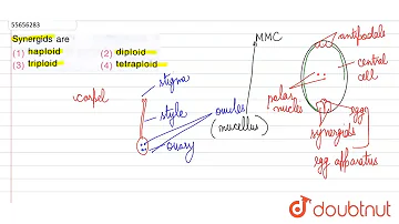 Is Synergids haploid or diploid?