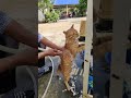 Cat enjoying a shower cats reels tiktok short funnyshorts memes funnyanimals share