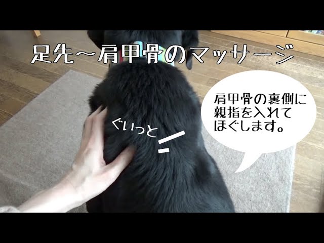 犬のマッサージ 足先 肩甲骨編 Youtube