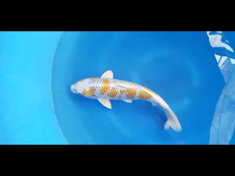 Betoverende Ki Kujaku met Metallic Schittering wacht op je 🌟 - KOI-62198 Maak kennis met onze exclusieve Ki Kujaku Koi van Takahashi Koi Farm! Deze verfijnde 2-jarige Nisai van 40-43 cm combineert metallic schubben met een prachti...