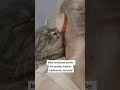 DownyPaws Purifier 1 0 