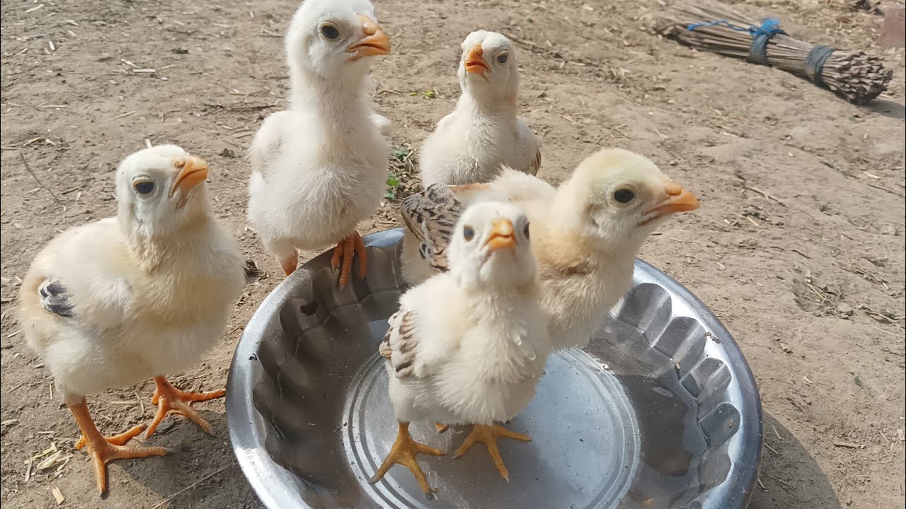 Aseel chicks🐥🐤 grotha live