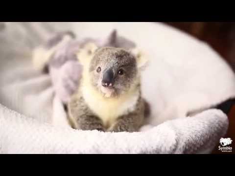 Koala joey juega en la canasta del bebé durante la primera sesión de fotos