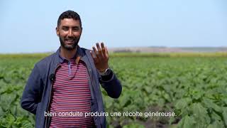 Point de vue agriculteurs sur la culture du tournesol et les semences européennes.