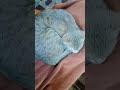phalay jab cat soti thi tab khud ko arram milta tha aaj phone ko hahaha 🤣😂😂😂😂 funny videos #funniest
