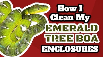 How I clean my Emerald Tree Boa Enclosures !!!