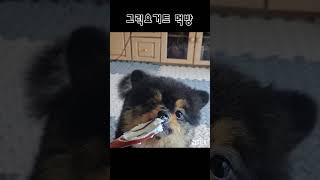 강아지가 숟가락에 묻은 그릭요거트를 먹는 법