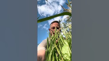 Ná féach orm! #bitesizeirish #gaeilge