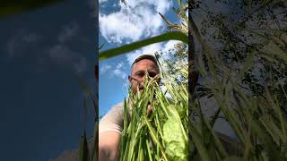 N Fach Orm bitesizeirish gaeilge