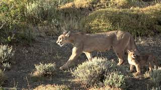 Pumas in Patagonia