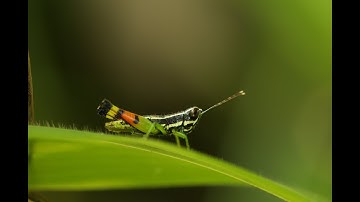 Peter Rudzik: Happy Grasshopper    Clark Bryan, piano