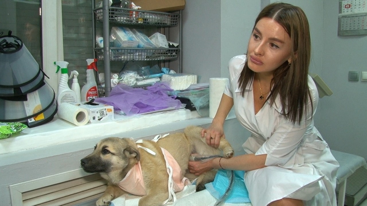 Будни бийского ветеринара (