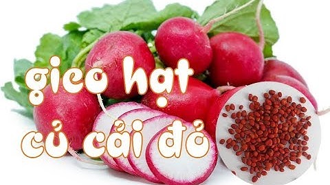 Gieo hạt củ cải đỏ | Vườn ươm Lina