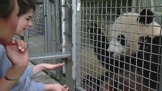 National Zoo animal keeper works on training with young panda, Bei Bei