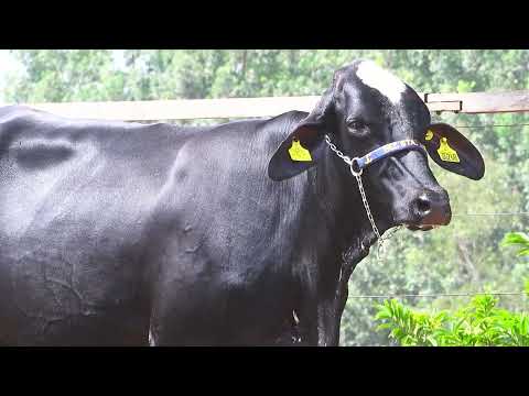 LOTE 134   LAIZA FIV DOMINGUEZ SANTA LUZIA   1396CL