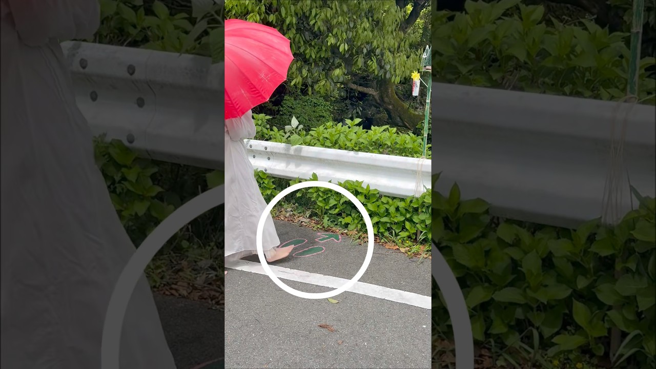 👉 A real-life Totoro