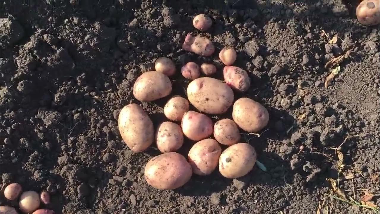 Картошка снегирь фото Картофель снегирь: описание сорта, посадка и уход, отзывы с фото
