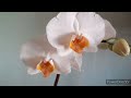 Домашние Орхидеи Ещё Зацветашки 23 мая 2023г.