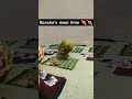 rancho’s meal time 💘💘. #parrot #ytshorts #india #mp