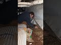 Behind-the-scenes look at a termite professional role!