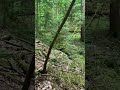 Loop Trend #nature #wald #loopvideo