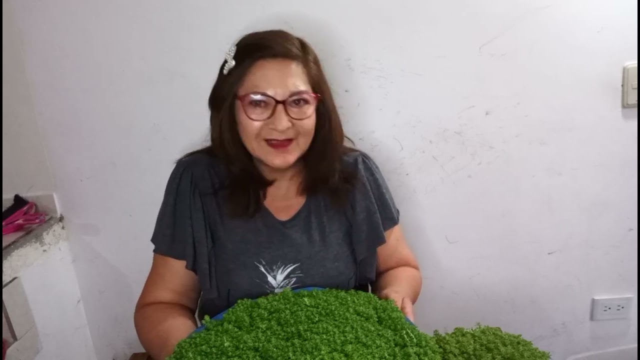 DIFERENCIAS ENTRE EL SEDUM JAPONIKUN/ TOKIO SUN (ORO) Y EL VERDE# (Mi experiencia) 🇨🇴💐💓😘👍