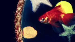 My Video For Michele Lepe