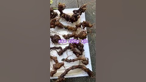 Lô sâm rừng xịn xuống núi #sâm_ngọc_linh_rừng #sâm_ngọc_linh #sâm_ngọc_linh_rừng